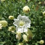Silene uniflora 花