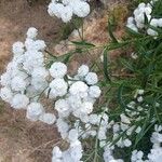 Achillea ptarmica Blüte