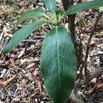 Rhododendron griffithianum Blatt