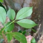 Guapira costaricana Hoja