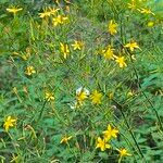 Lactuca muralisFlower