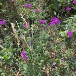 Verbena aristigera Агульны выгляд