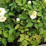 Rosa moschata ശീലം