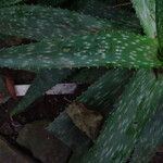 Aloe lateritia Yaprak