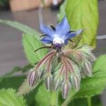 Borago officinalisVirág