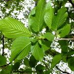 Prunus sargentii Leaf