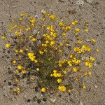 Eschscholzia glyptosperma ᱛᱟᱦᱮᱸ