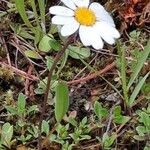 Leucanthemopsis alpina 形態