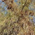 Bambusa multiplex Frunză