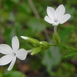 Plumbago zeylanica Flower