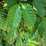 Coffea arabica Leaf