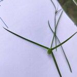 Cyperus brevifolius Folio