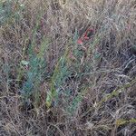 Penstemon centranthifolius Habitus