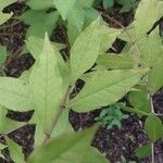 Phlox carolina Leaf