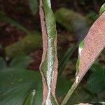 Mickelia nicotianifolia