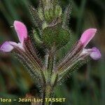 Salvia viridis Flower