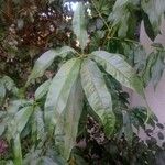 Prunus persica Листок