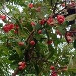 Syzygium aqueum Фрукт