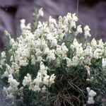 Antirrhinum sempervirens Habit