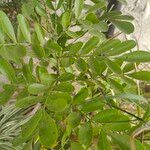 Dermatophyllum secundiflorum Leaf
