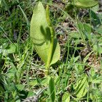 Ophioglossum vulgatum Flor