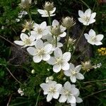 Parnassia palustrisFlor