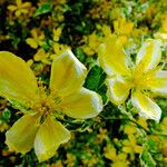 Hypericum balearicum 花