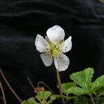 Rubus nepalensis Хабит