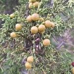 Juniperus phoeniceaफल