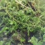 Selaginella stenophylla Лист