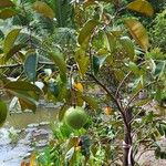 Chrysophyllum cainito Fruto