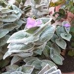 Tradescantia crassifolia Flower