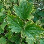 Clematis stans Leaf