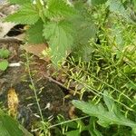 Rorippa palustris Blad