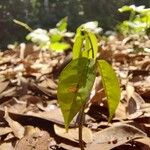 Baphia pubescens Φύλλο