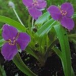 Tradescantia longipes Квітка