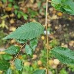 Ulmus pumila Blatt