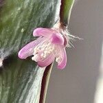 Lepismium cruciforme Flower