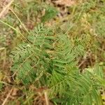 Vicia tenuifolia Leaf