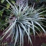 Tillandsia utriculata موطن