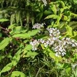 Koenigia campanulata Flower