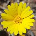 Calendula suffruticosa Fula