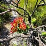 Crassula coccinea Flor