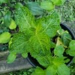 Mentha × rotundifoliaBlatt