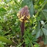 Orobanche alba Virág