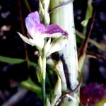 Galactia striata फूल