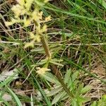 Valeriana dioica Blatt