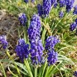 Muscari neglectumLorea