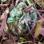 Saxifraga stolonifera Blad