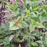Spigelia marilandica Leaf